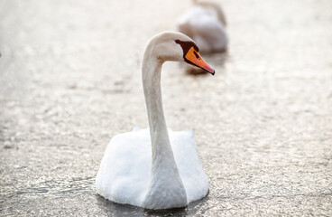 Swan swim in the lake
