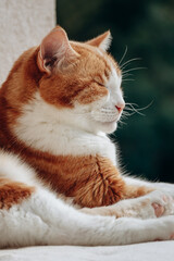 A big fat ginger cat is sleeping on the porch of a house