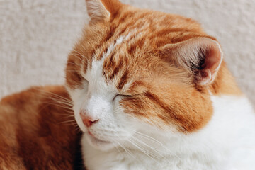 A big fat ginger cat is sleeping on the porch of a house
