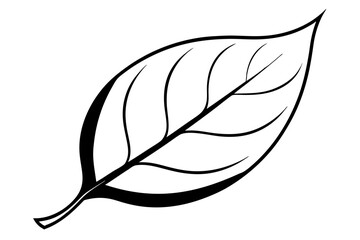 illustration of a leaf