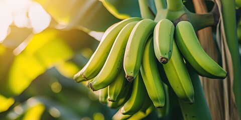 bananas growing on banana tree 