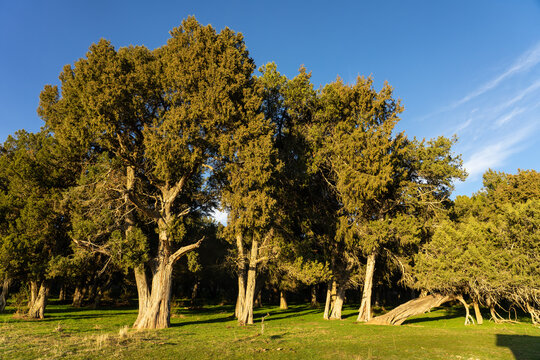 Calata&ntilde;azor juniper forest in Soria at sunset, Castilla y Leon, Spain.