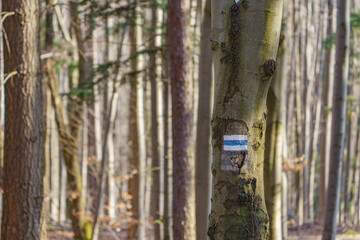 A hiking trail marker painted on a tree.