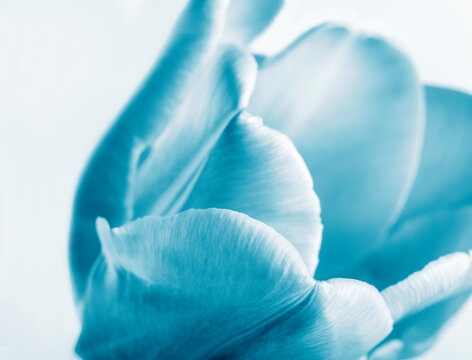 beautiful vintage blue tulip on white background