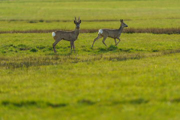 Naklejka premium Roe deer in their natural habitat in agricultural fields.