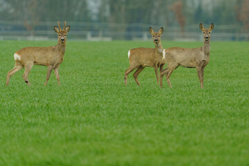 Roe deer in their natural habitat in agricultural fields.