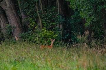 A small deer hidden at the edge of the forest