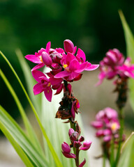 Grapette Ground Orchid, small terrestrial orchid with deep purple flowers one-inch across with a...