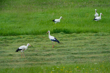 Fototapeta premium Storks looking for food in a dense, fluffy meadow