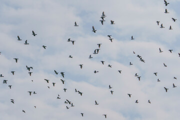 A very large number of birds soaring in the sky.