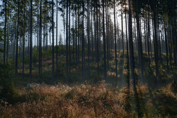 Obraz premium Densely overgrown trees forming an autumn forest