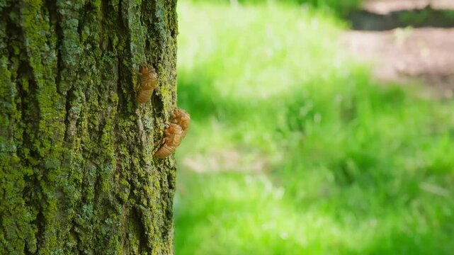 Cicadas emerging from ground and go up the tree trunk. Close up shot of Cicadas on tree