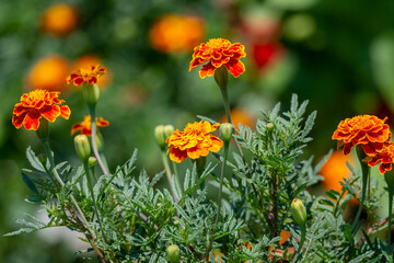 Blooming marigold flowers in the garden