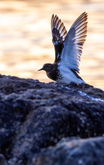 Tranquil Scene of Bird in Flight on Rocky Shore at Sunset in Vancouver, BC