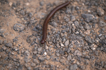 Millipede crawling over the sandy and rocky desert ground