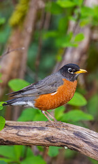 Close-Up of American Robin Perched on Tree Branch Amidst Lush Greenery in Vancouver, BC, Canada