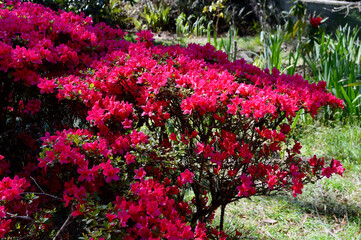 Vibrant red azalea blossoms in the garden.