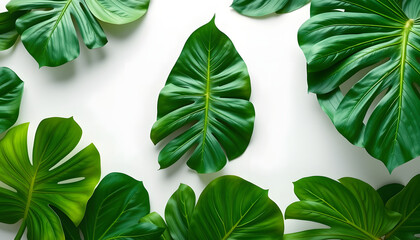 Tropical plant Monstera leaves overhead view flat lay isolated with white highlights, png