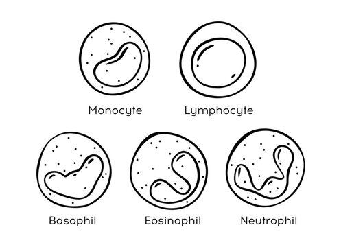 Vector line doodle illustration of Monocyte,   Lymphocyte, Eosinophil, Neutrophil, Basophil .Types of blood cells.