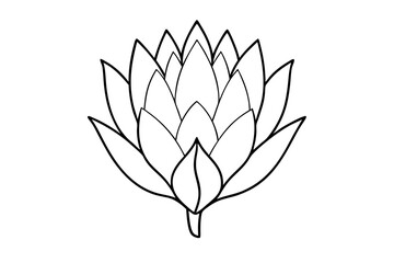 king protea flower vector illustration