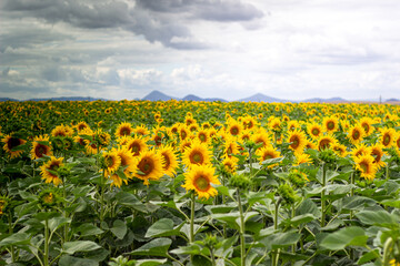 Fototapeta premium Field of sunflowers with mountains in the background