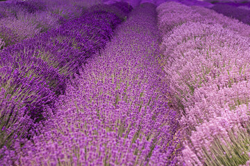 Obraz premium Close-up of purple lavender field