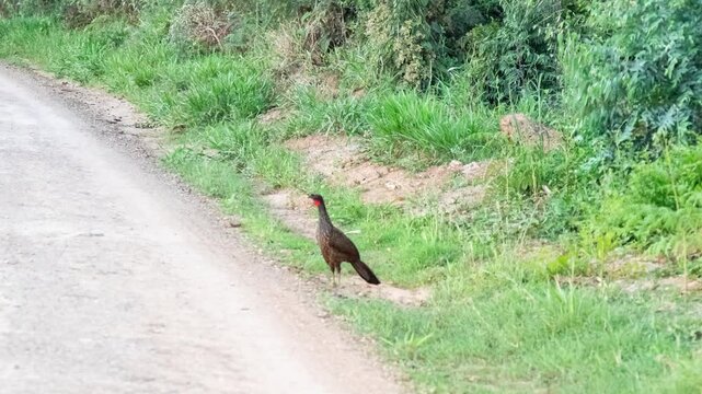 Brazilian Wild Jac&uacute; (Penelope) filmed in a wild and free environment, moving naturally along the isolated dirt road in the tropical forest