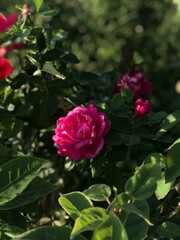 pink rose in garden