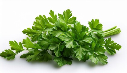 Obraz premium Fresh parsley on white background. 
