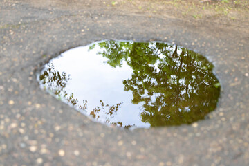 A round puddle in an oak forest surrounded by many fallen