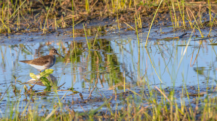 Lesser yellowlegs wades through a shallow pond at sunset.