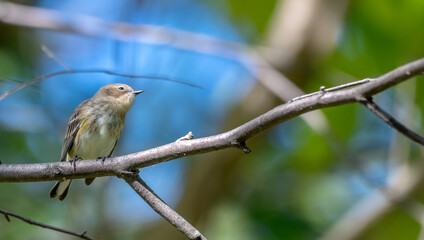 Fototapeta premium Yellow-rumped warbler perched in a tree.