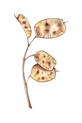 Lunaria beige dried flowers, herbarium watercolor illustration. Dry botany in boho style isolated from background. Lunar branch for the design of invitations, posters, labels, covers, textiles