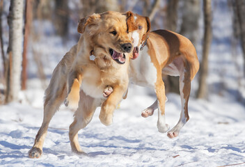 Two dogs crash into each other midair as they play outside in the snow