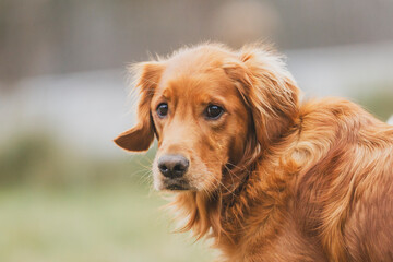 Young, backlit golden retriever looks at the camera.