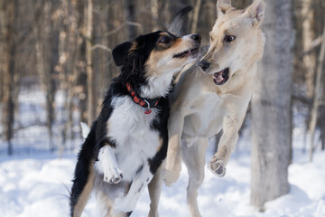 A young sheep dog surprises his friend as the two play in a winter forest.