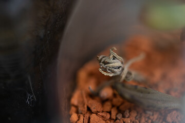 suculenta pequeña seca con fondo color ladrillo y desenfoque