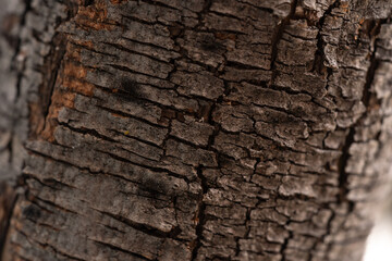 textura de corteza de árbol cuarteada