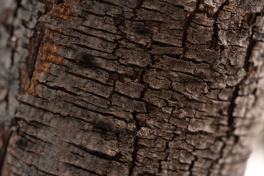 textura de corteza de &aacute;rbol cuarteada