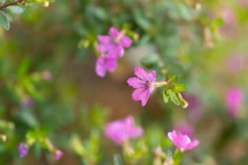 Obraz premium flor morada pequeña con fondo verde de ramas desenfocadas