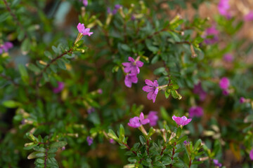 fondo con Acercamiento a rama con hojas verdes y florecitas moradas pequeñas