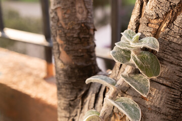 hojas de planta Tradescantia sillamontana reposando sobre tronco
