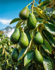 Ripe avocados on a tree