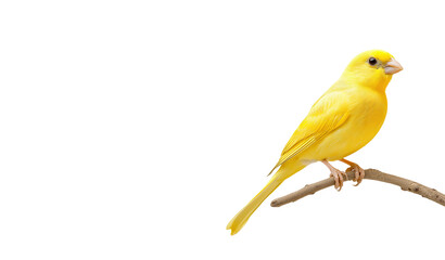 A vibrant yellow canary perched on a branch, isolated on a transparent background