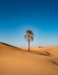 A lone palm tree in the desert
