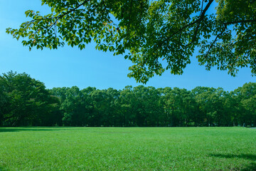 Obraz premium Green Park