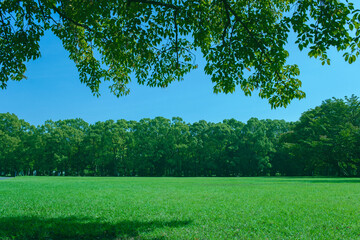 Obraz premium Green Park