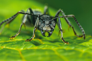 Fototapeta premium A small black ant resting on green leaf in the forest