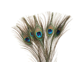 Obraz premium Many beautiful peacock feathers isolated on white