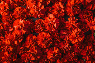 Bouquet of red flowers carnation for use as nature background, red carnation close up texture background, for Mother's Day, wedding, feminine red backgrounds